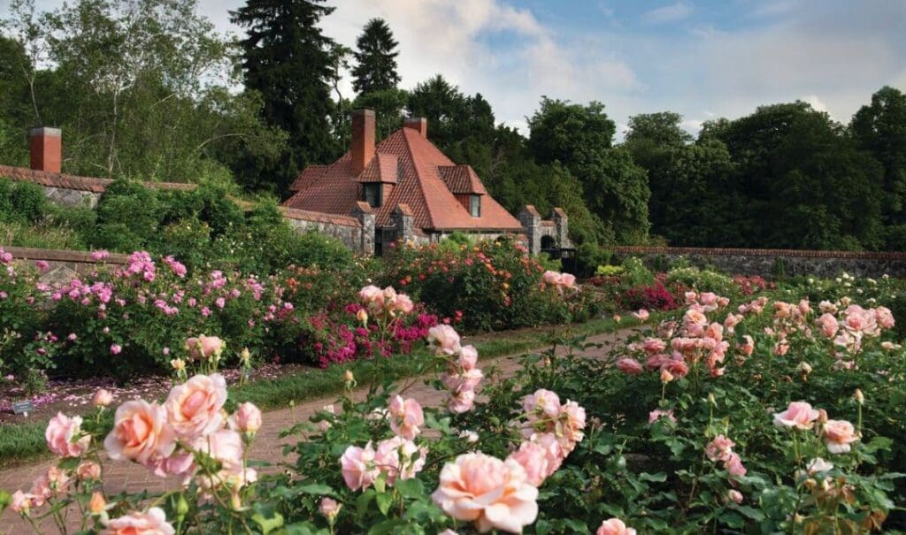 A cottage house that is part of the Biltmore estate surrounded by pink roses of different shades of pink that line a stone pathway. Ivy and lush greenery overgrown behind the cottage.