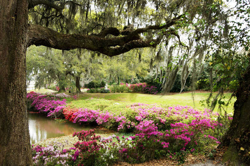 beautiful park with pond and pink flowers in charleston