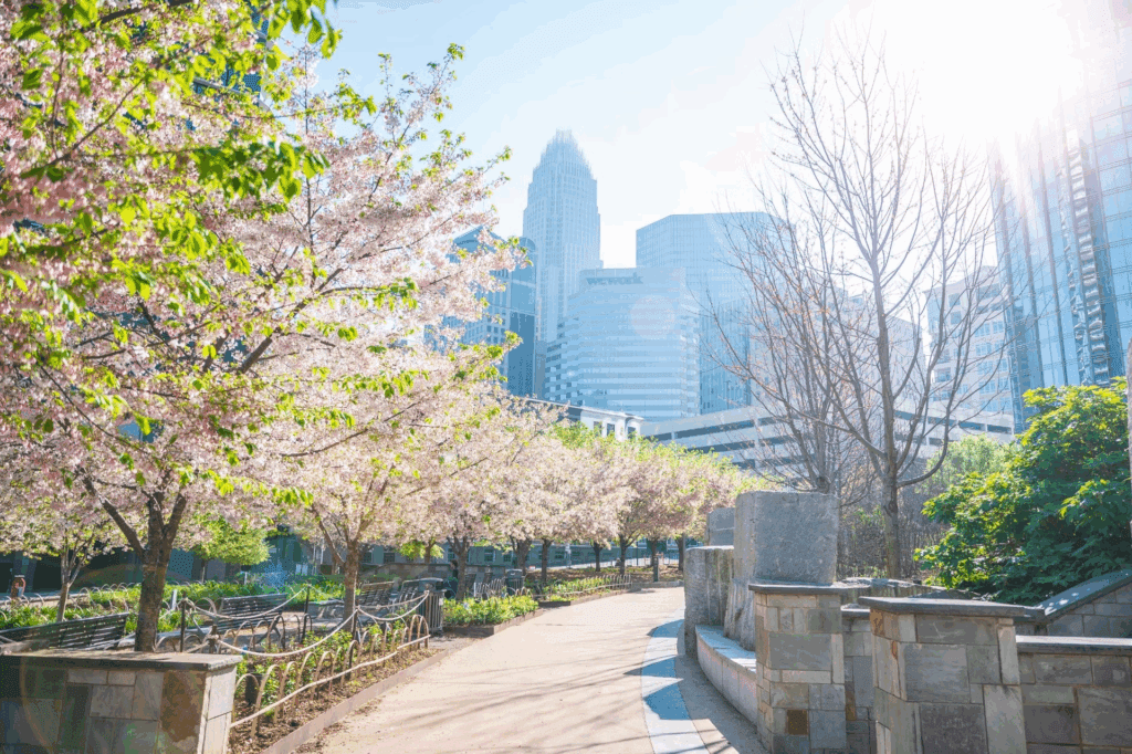 Romare Beardin Park with a view of North Carolina skyline surrounded in blossoming trees of pink and shades of green following a trail pathway.